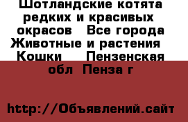 Шотландские котята редких и красивых  окрасов - Все города Животные и растения » Кошки   . Пензенская обл.,Пенза г.